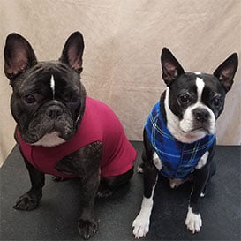 two bulldogs with bandanas